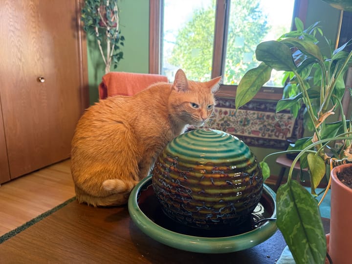 A beautiful orange cat investigates the water fountain on my desk.