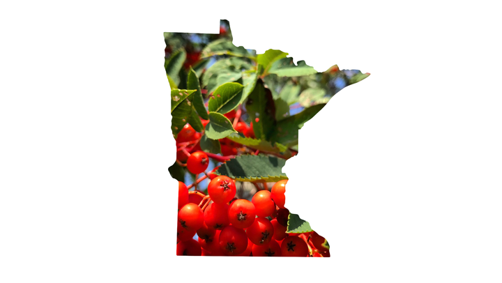 The outline of the state of Minnesota, filled with a photo of mountain-ash berries and leaves.